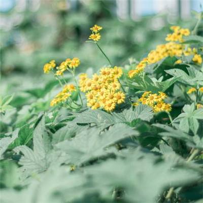 AG九游会下载手机版